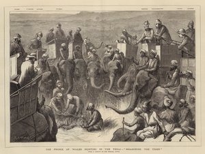 O Príncipe de Gales caçando no Terai, Medindo o Tigre